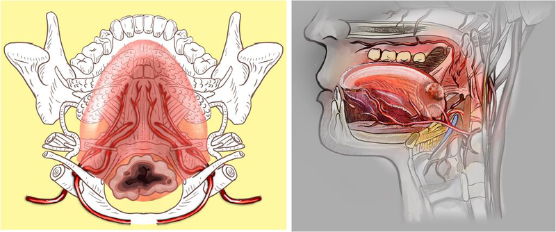 Động mạch lưỡi: Vị trí, nguồn gốc và cấu trúc tĩnh mạch đi kèm giúp hấp thu thuốc 2