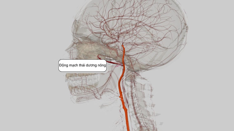 Động mạch thái dương nông​: Cấu tạo, chức năng và các bệnh thường gặp 1
