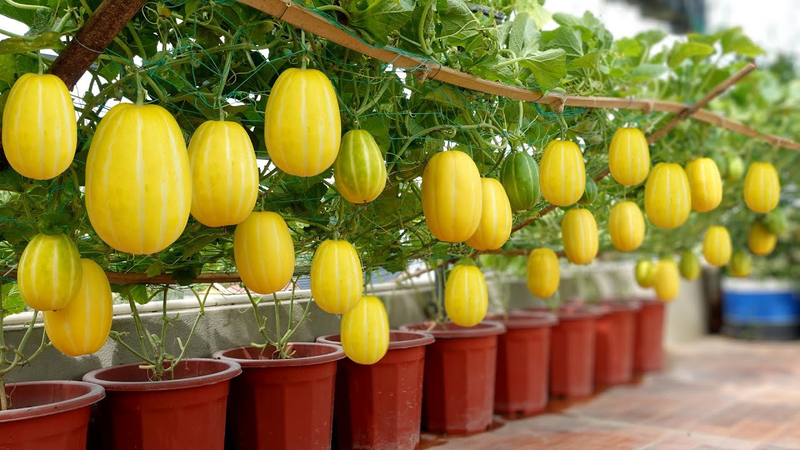 Dưa lê Hàn Quốc và những lợi ích sức khỏe tuyệt vời 3
