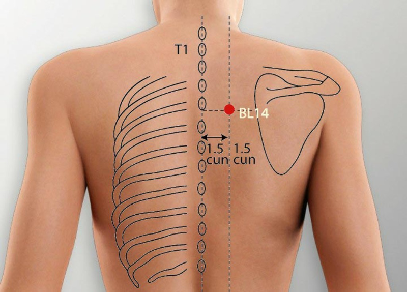 Đường kinh bàng quang và các huyệt thường dùng thuộc đường kinh bàng quang 1