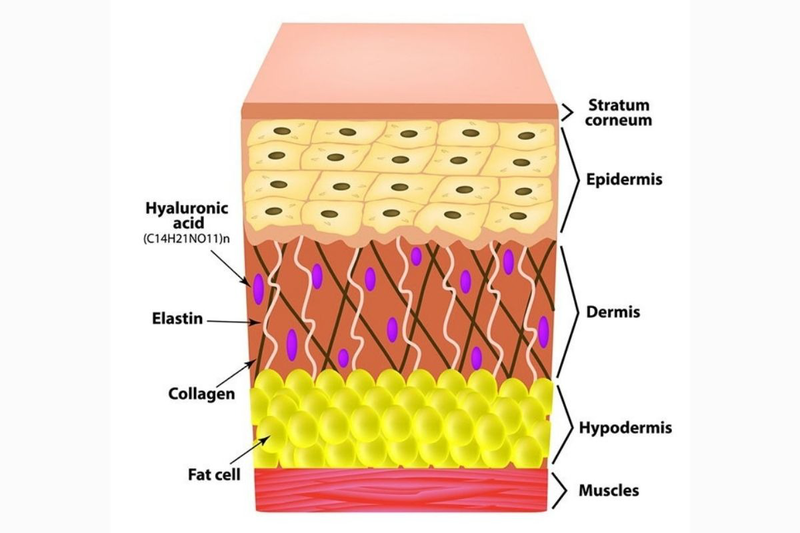 Elastin có tác dụng gì? Phương pháp bổ sung elastin cho cơ thể 1