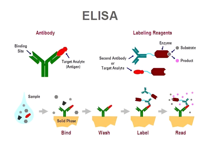 Elisa immunoassay là gì? Ứng dụng của elisa immunoassay trong y học? 1
