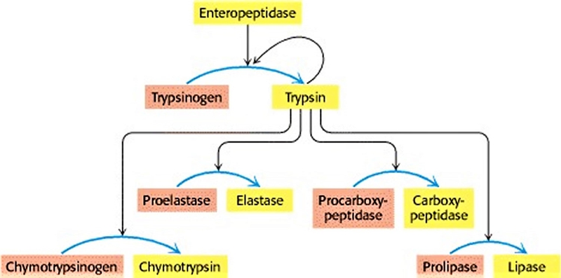 Enzyme trypsin là gì? Nó có vai trò như thế nào trong cơ thể? 3