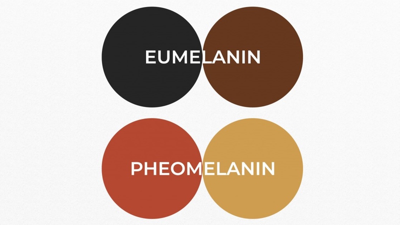 Hai melanin Eumelanin và Pheomelanin quyết định màu tóc của bạn 1