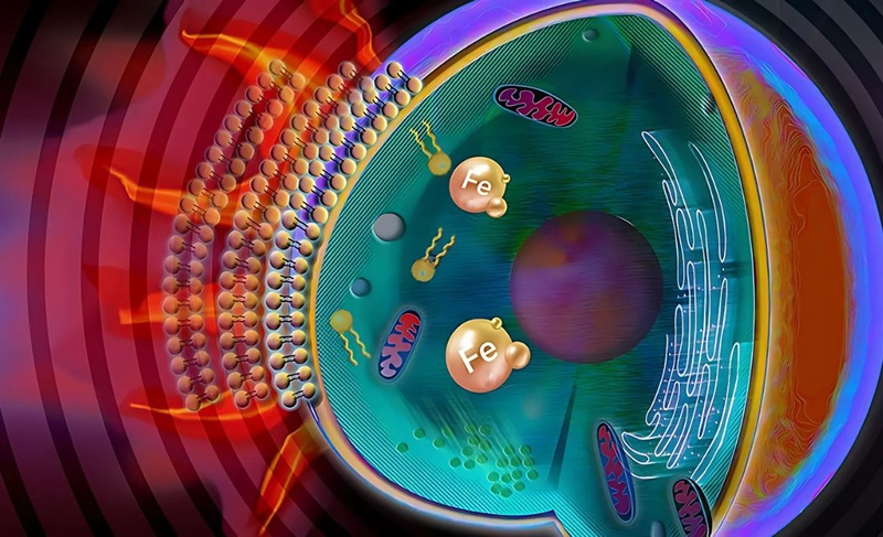 Ferroptosis là gì? Cơ chế của ferroptosis và ứng dụng trong y học 2