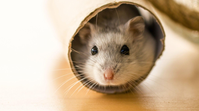 Giải đáp thắc mắc: Chuột hamster có bị dại không? 1