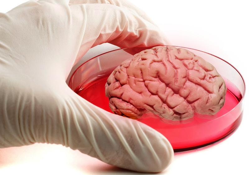 Con người có bao nhiêu tế bào não? 2