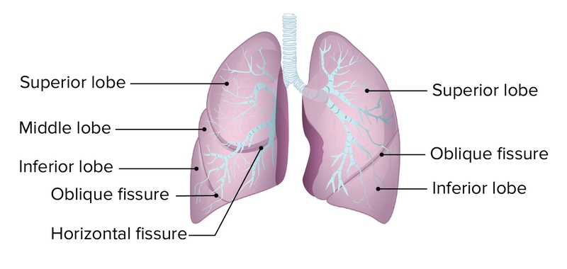 Giải đáp thắc mắc: Thùy phổi là gì và viêm phổi thùy là bệnh như thế nào? 1