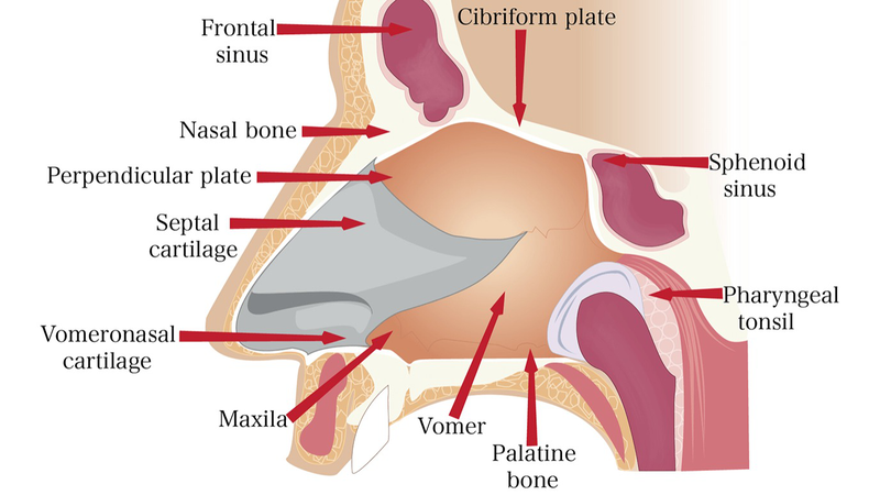 Giải phẫu cấu tạo mũi 2