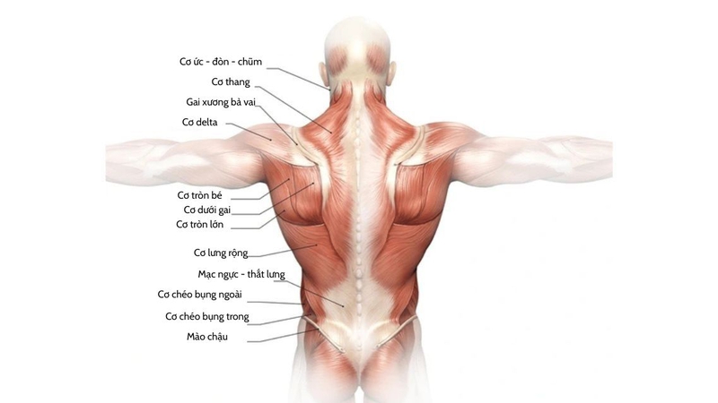 Giải phẫu cơ lưng: Cấu trúc, chức năng và cách chăm sóc hiệu quả 2