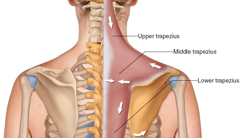 Giải phẫu cơ thang: Cấu trúc, chức năng và cách chăm sóc hiệu quả 1