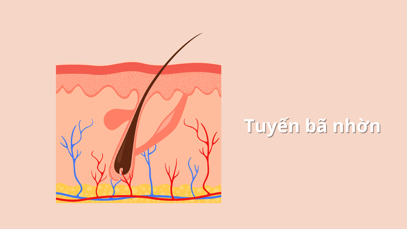 Giải phẫu da: Cấu trúc, chức năng, các tầng lớp, các tuyến và phần phụ  4