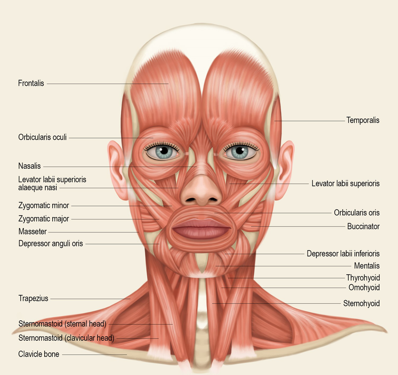 Các cơ trong giải phẫu đầu mặt cổ