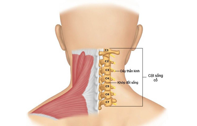 Giải phẫu đốt sống cổ 2