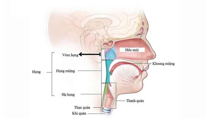 Giải phẫu hạ họng và các ứng dụng trong ung thư hạ họng 1