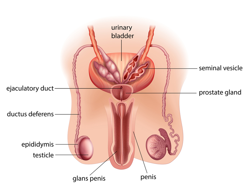 Giải phẫu hệ sinh dục nam giới 2