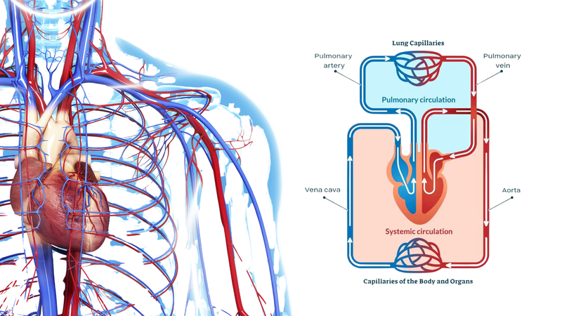 Giải phẫu hệ tuần hoàn: Khám phá hành trình của máu trong cơ thể 2
