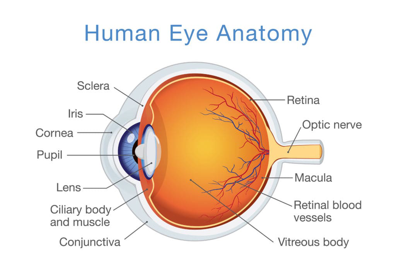 Giải phẫu mắt và các bệnh lý về mắt 2