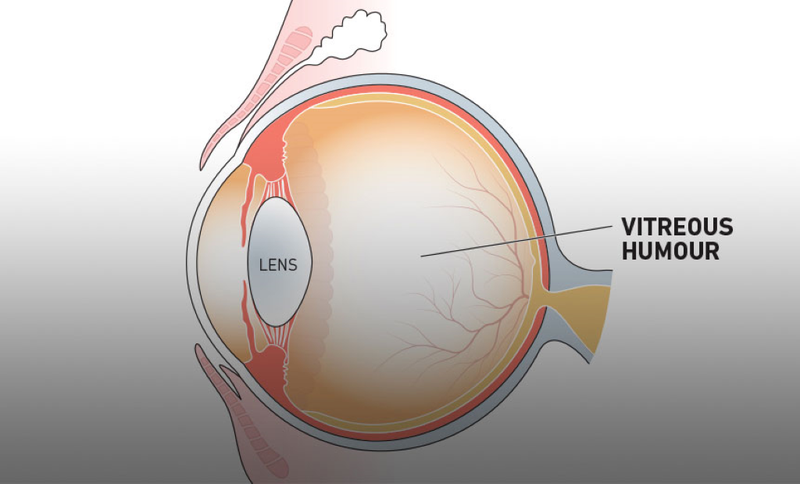 Giải phẫu mắt và các bệnh lý về mắt 3
