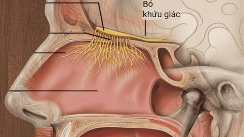 Giải phẫu mũi họng: Cấu trúc và chức năng quan trọng của cơ thể 1