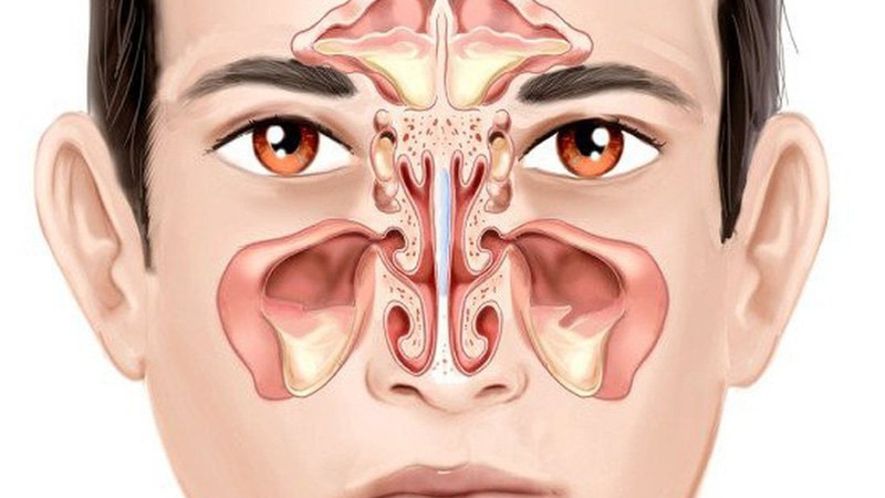 Giải phẫu mũi họng: Cấu trúc và chức năng quan trọng của cơ thể 2