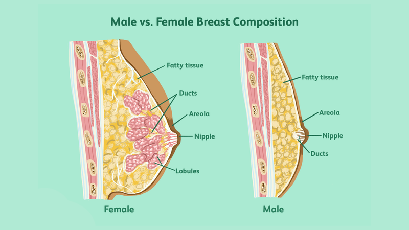 Giải phẫu ngực: Sự khác nhau ở nam và nữ cùng những bệnh lý liên quan 3