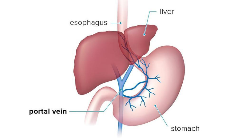 Giải phẫu tĩnh mạch cửa: Cấu trúc, chức năng và vai trò lâm sàng 1