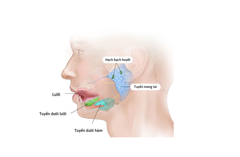 Tìm hiểu chi tiết về giải phẫu tuyến nước bọt 1