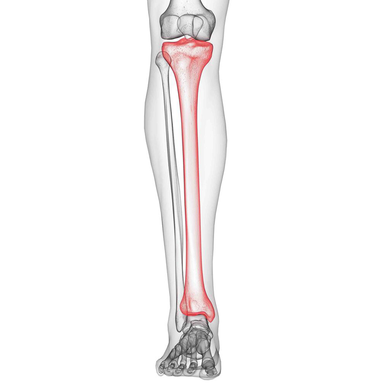 Giải phẫu xương chày: Vị trí, cấu tạo, chức năng và các dạng gãy xương chày 1