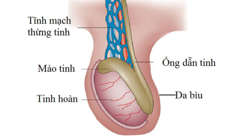 gian-tinh-mach-thung-tinh-co-nguy-hiem-khong (3).png