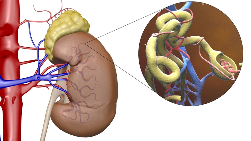 Glomerulus là gì? Một số điều cần biết về bệnh cầu thận 1