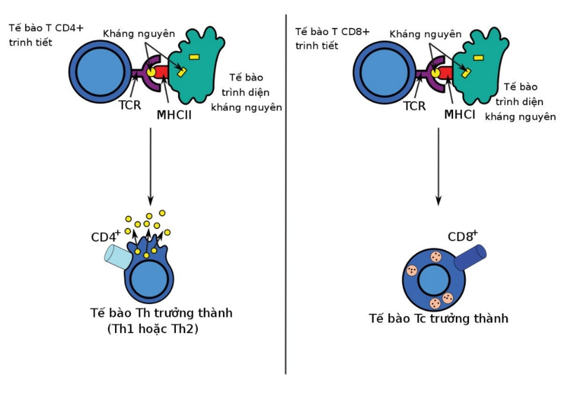 Góc giải đáp thắc mắc: Miễn dịch qua trung gian tế bào là gì? 4