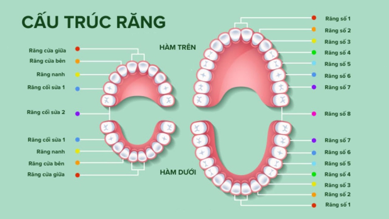 Tìm hiểu về hàm răng ở người 2