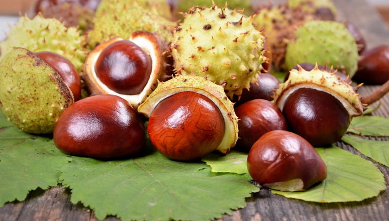 Hạt dẻ ngựa​ là gì? Công dụng sức khỏe ra sao? 3