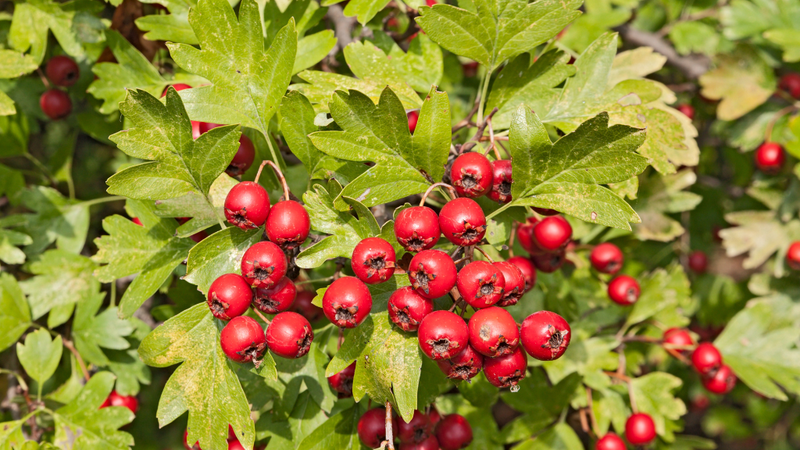 hawthorn-la-gi-cong-dung-cua-hawthorn 1