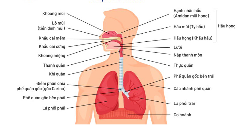 Hệ hô hấp là gì? Các bệnh về hệ hô hấp thường gặp 2
