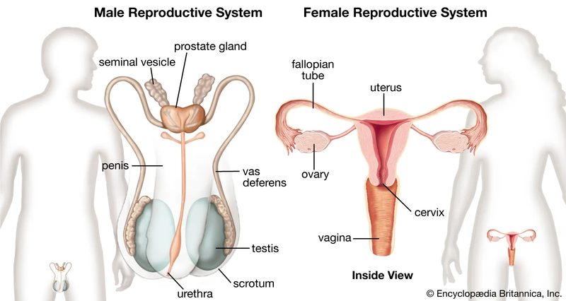 Hệ sinh dục: Hệ sinh sản của cả nam và nữ 1