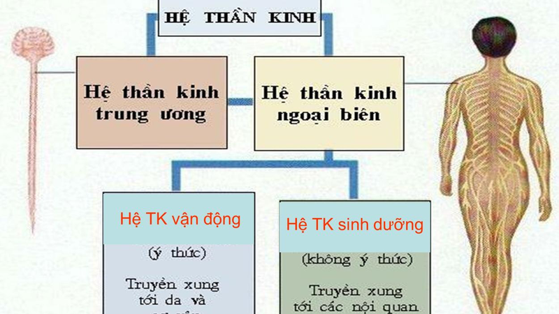 Hệ thần kinh thực vật: Cấu tạo, chức năng và bệnh lý phổ biến 2