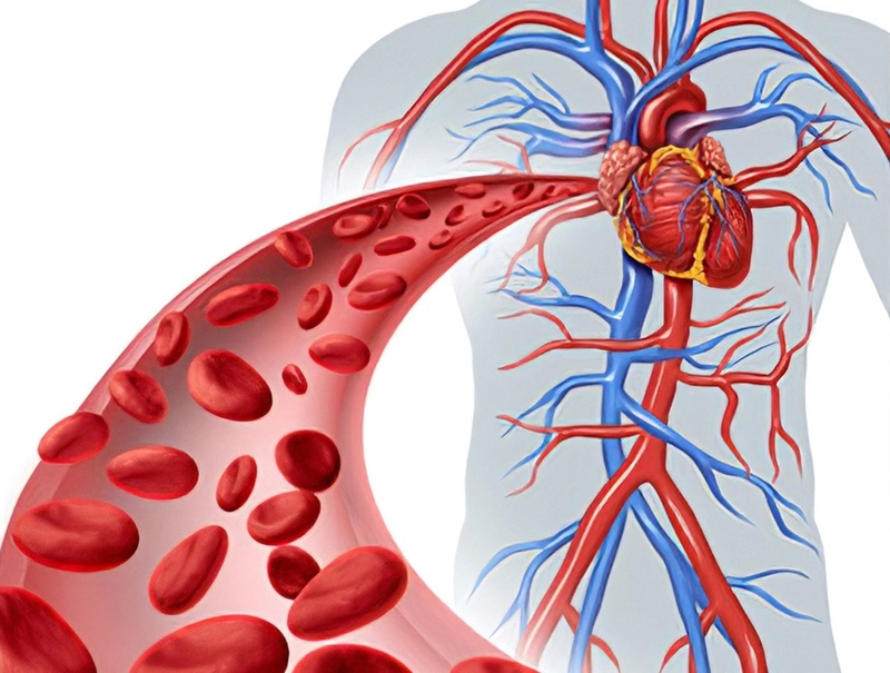 Các bệnh phổ biến ở hệ tim mạch là gì? Cách bảo vệ sức khỏe hệ tim mạch 1