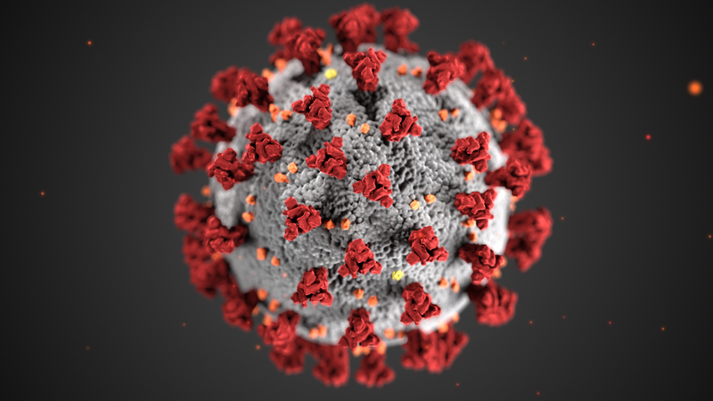 Hendra virus là gì? Hendra virus gây ra bệnh gì? 2
