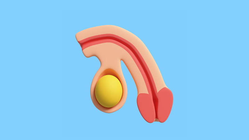 Nhận biết hình ảnh bao quy đầu bình thường ở người lớn là bước quan trọng để chăm sóc sức khỏe