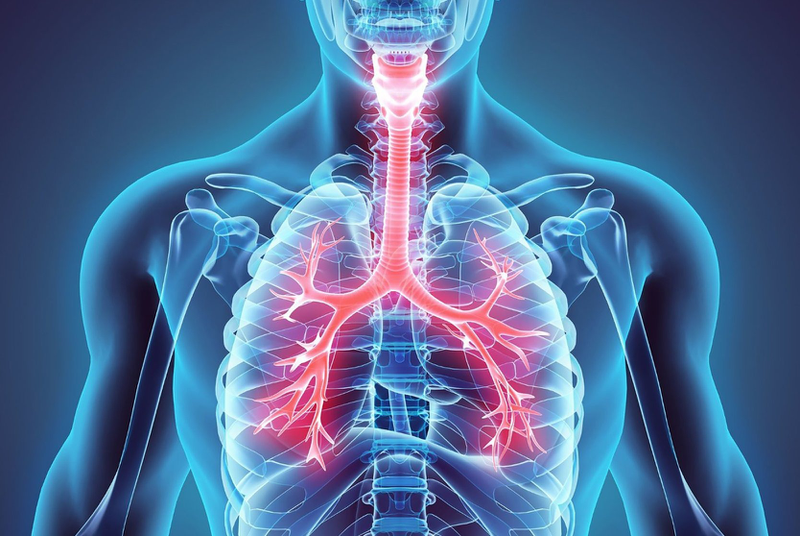 Vài hình ảnh trực quan về tim, phổi và hệ hô hấp của con người