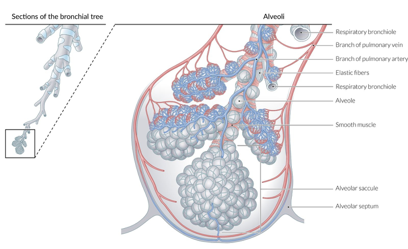 Hình thể ngoài, cấu trúc của nhu mô phổi và các bệnh về phổi thường gặp 2