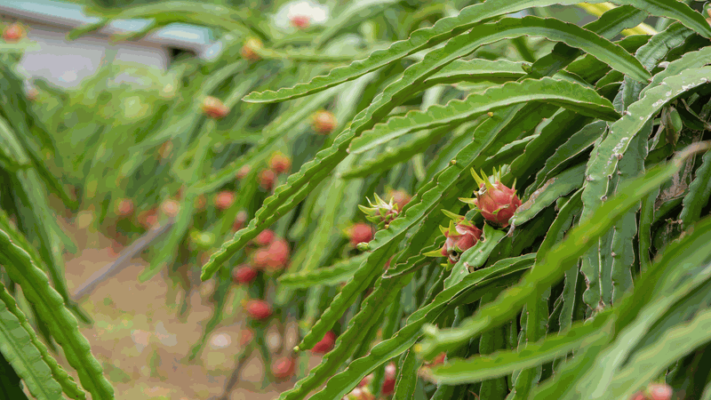 Hoa thanh long ăn được không? 1
