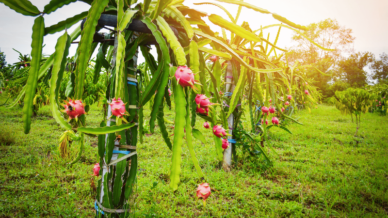 Hoa thanh long ăn được không? 4