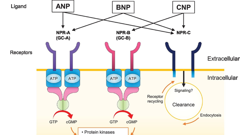 Khái quát về Hormone Anp là gì? Ứng dụng Hormone Anp trong điều trị 2