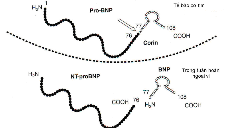 Khái quát về Hormone Anp là gì? Ứng dụng Hormone Anp trong điều trị 3