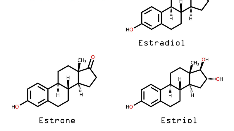 Hormone Estrogen: Vai trò và tác dụng đối với cơ thể con người 2