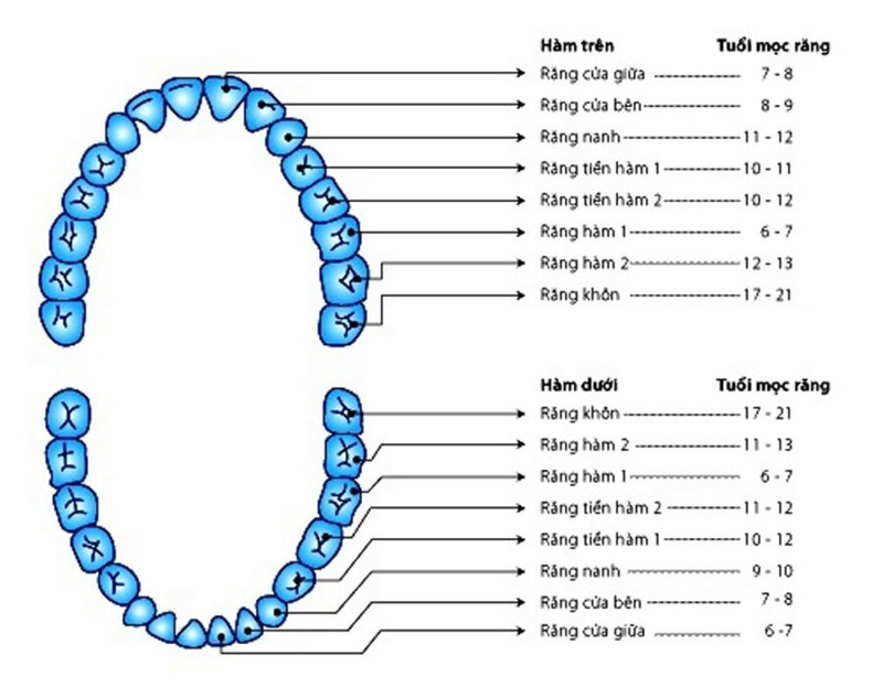 Hướng dẫn cách đếm và đọc tên các loại răng 2