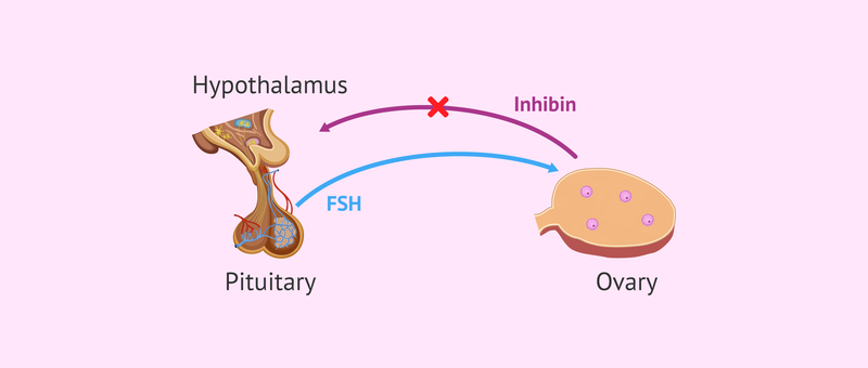 Inhibin 2